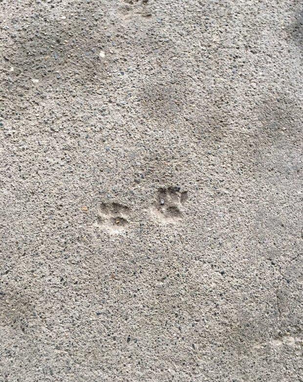 猫猫称霸水泥地的“王牌脚印”瞬间，小脚印们沦为背景板！